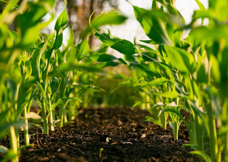 Máquinas e insumos agro